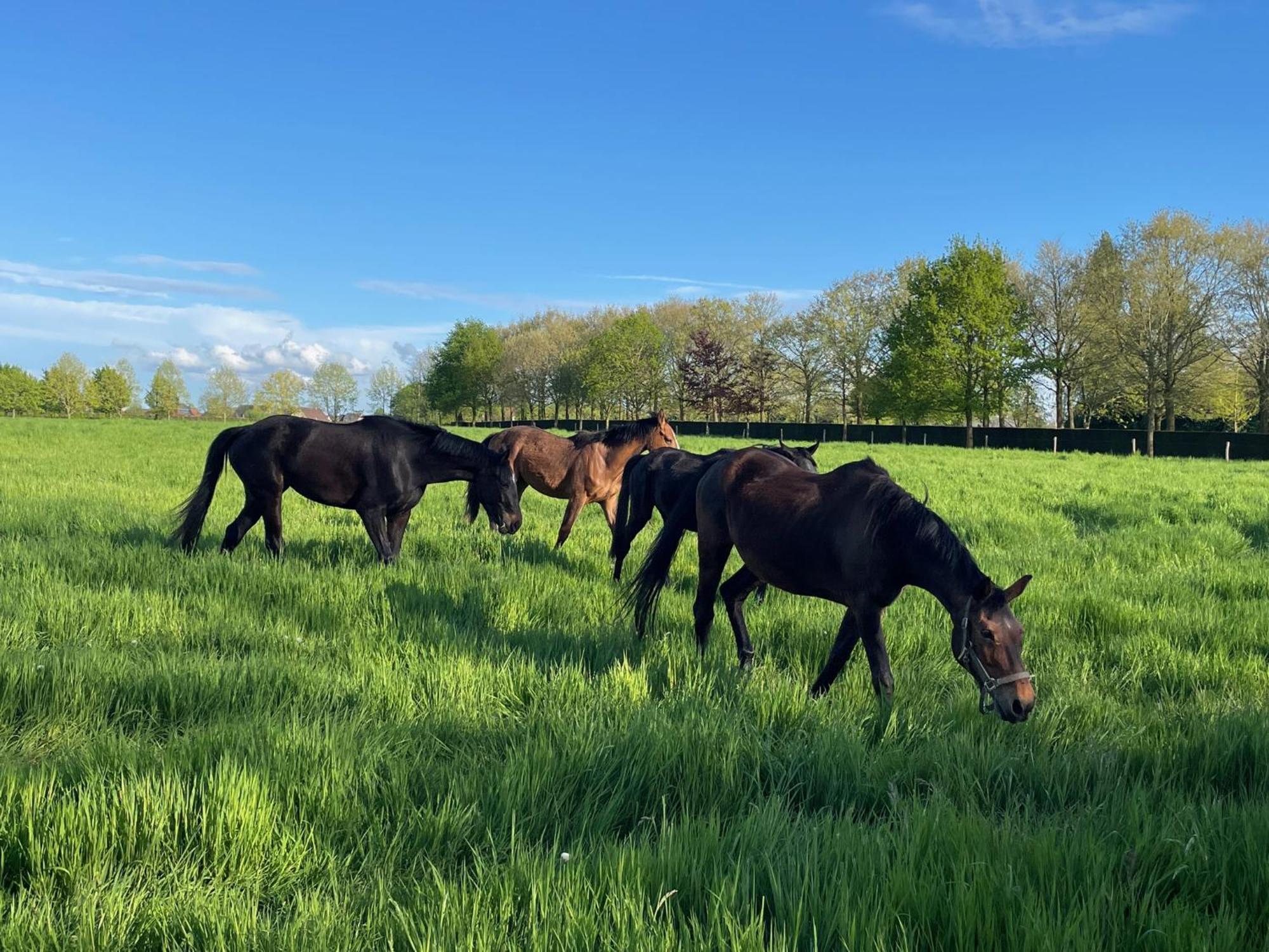 Imagine B&B Wortegem Buitenkant foto
